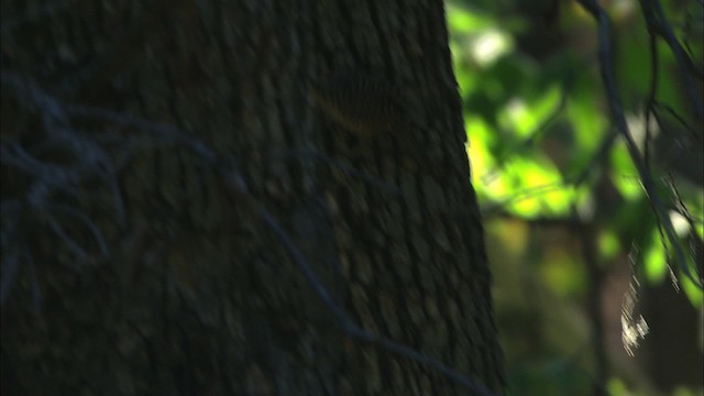 Spotted Wren - ML465039