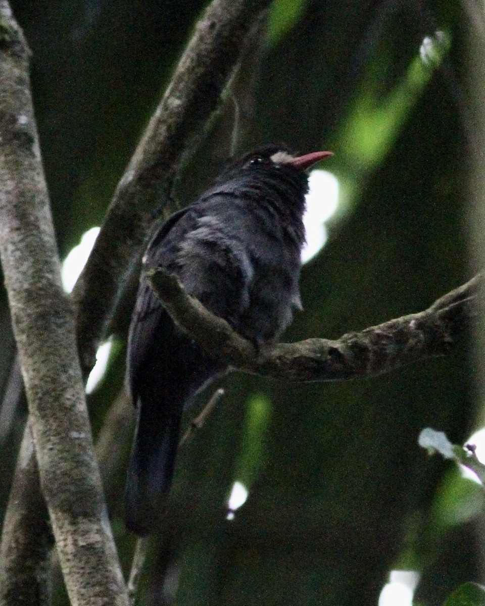 White-fronted Nunbird - ML465039281