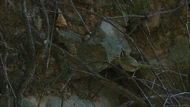 Reinita Coronirrufa (grupo rufifrons) - ML465040