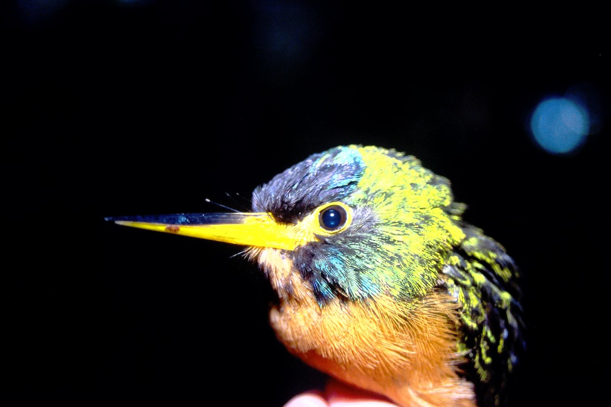 Blue-cheeked Jacamar - ML465040711