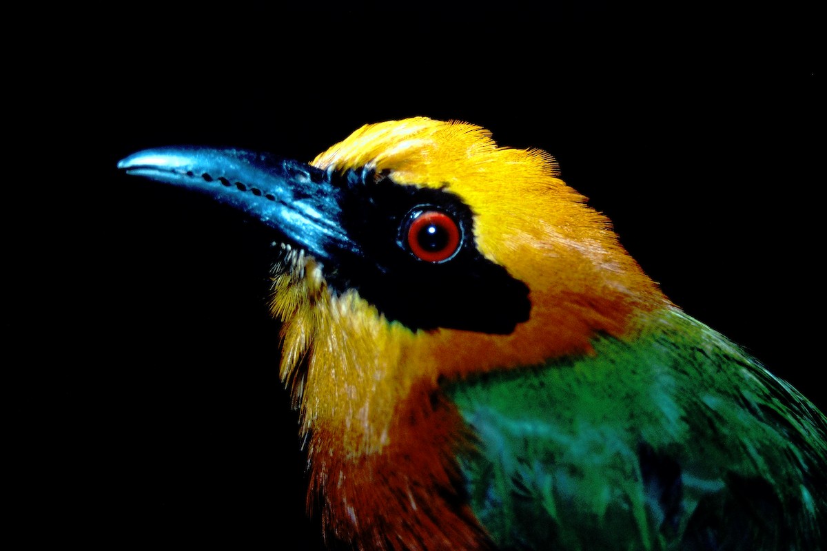 Rufous Motmot - ML465040921