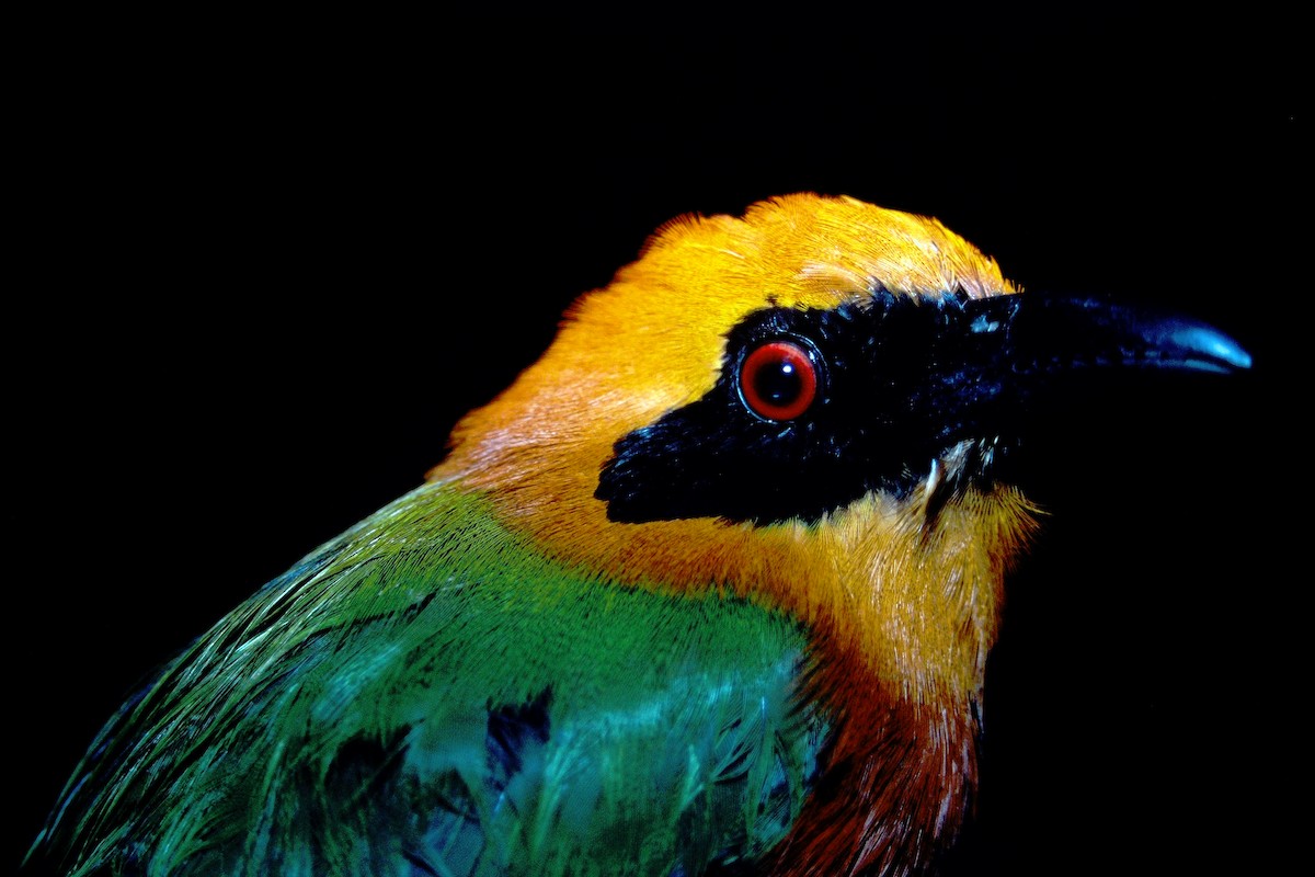 Rufous Motmot - ML465040941