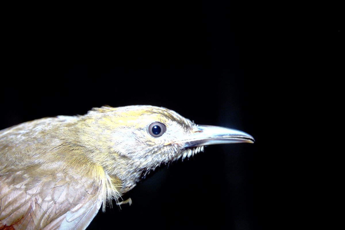 Plain-brown Woodcreeper - ML465041321