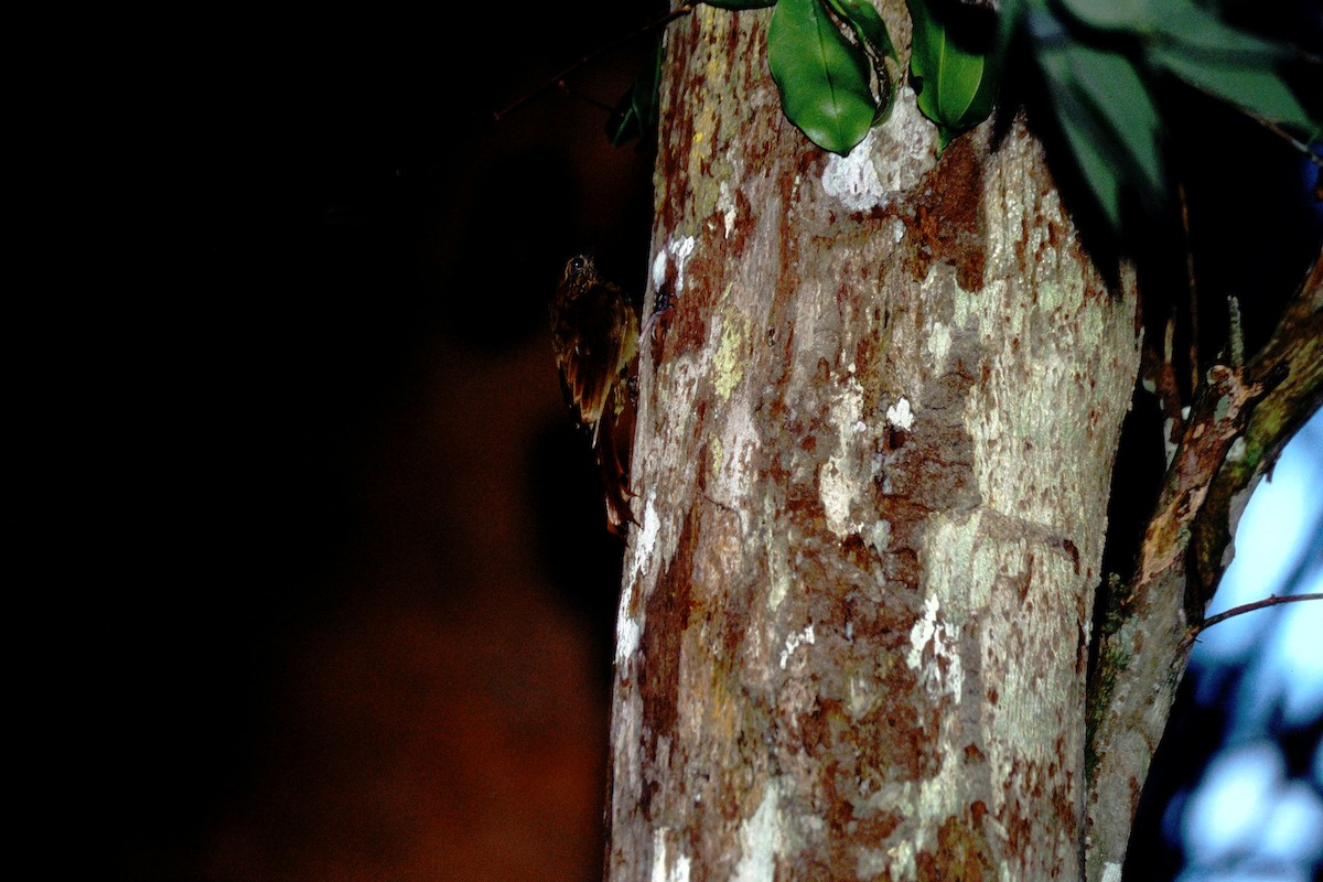 Wedge-billed Woodcreeper - ML465041371