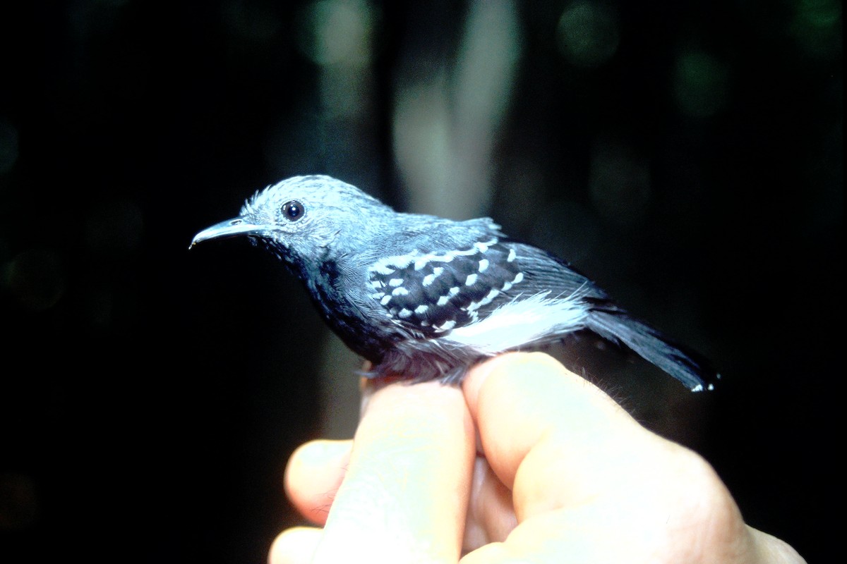 White-flanked Antwren - Fabio Olmos