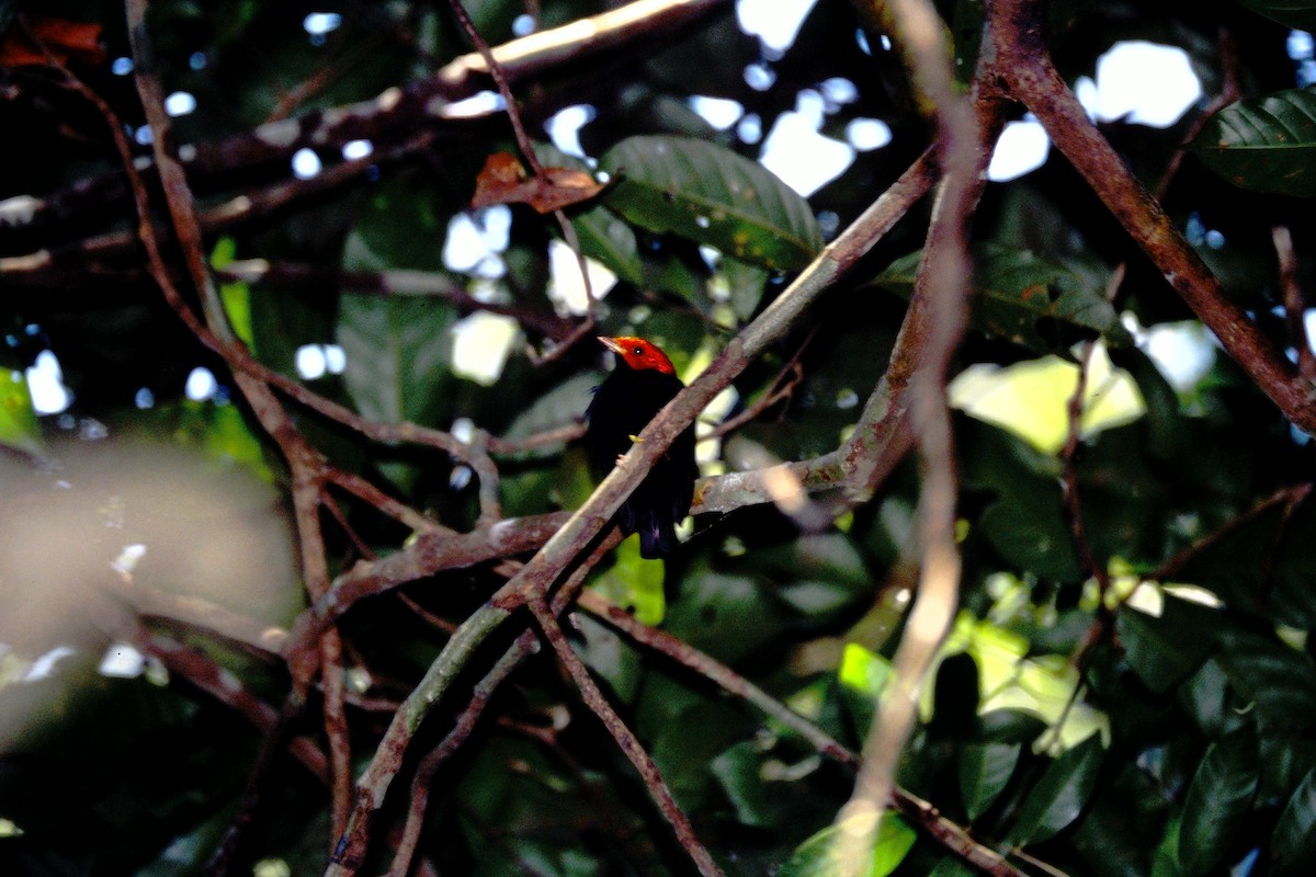 Red-headed Manakin - Fabio Olmos