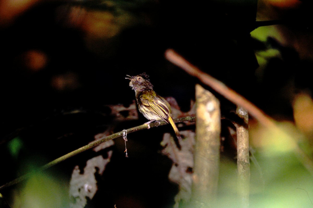 Snethlage's Tody-Tyrant - ML465041761