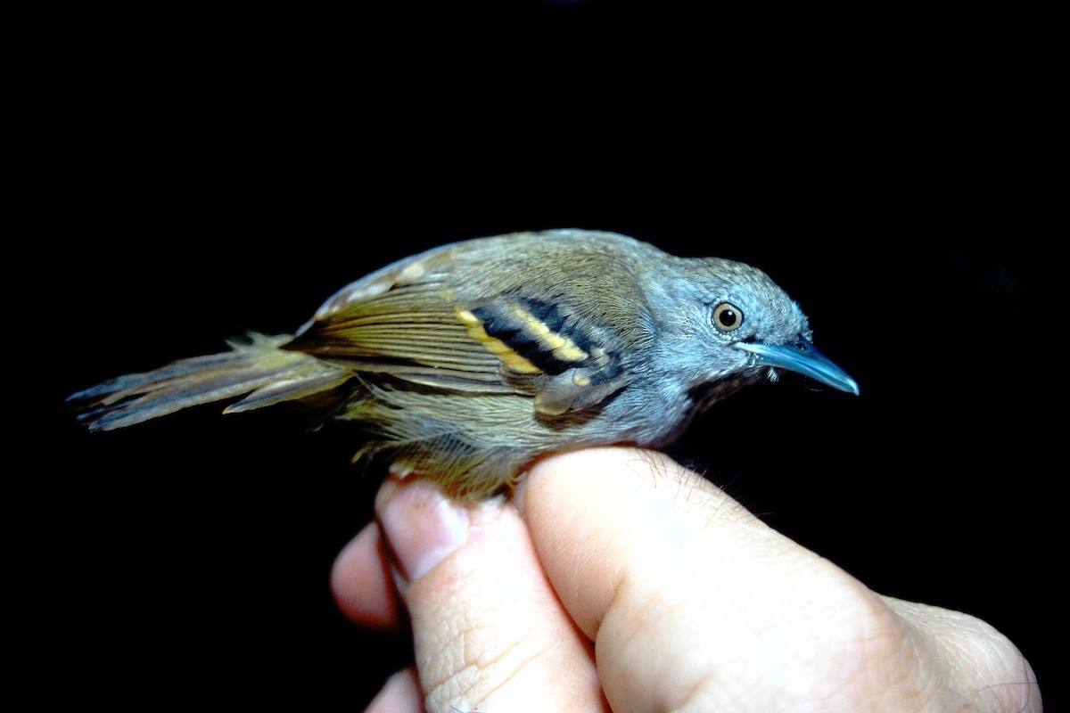 White-eyed Stipplethroat - Fabio Olmos