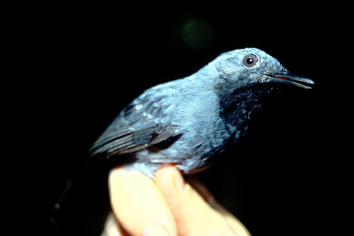 Saturnine Antshrike - ML465041811