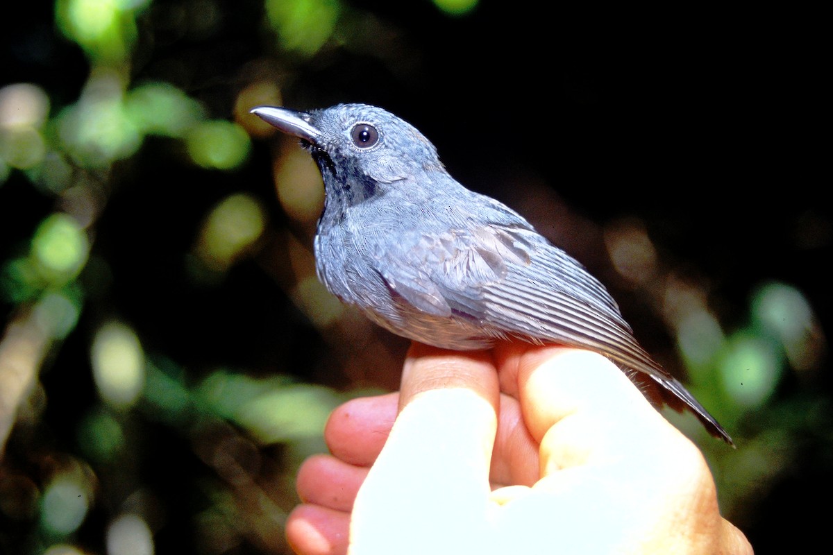 Saturnine Antshrike - ML465041841