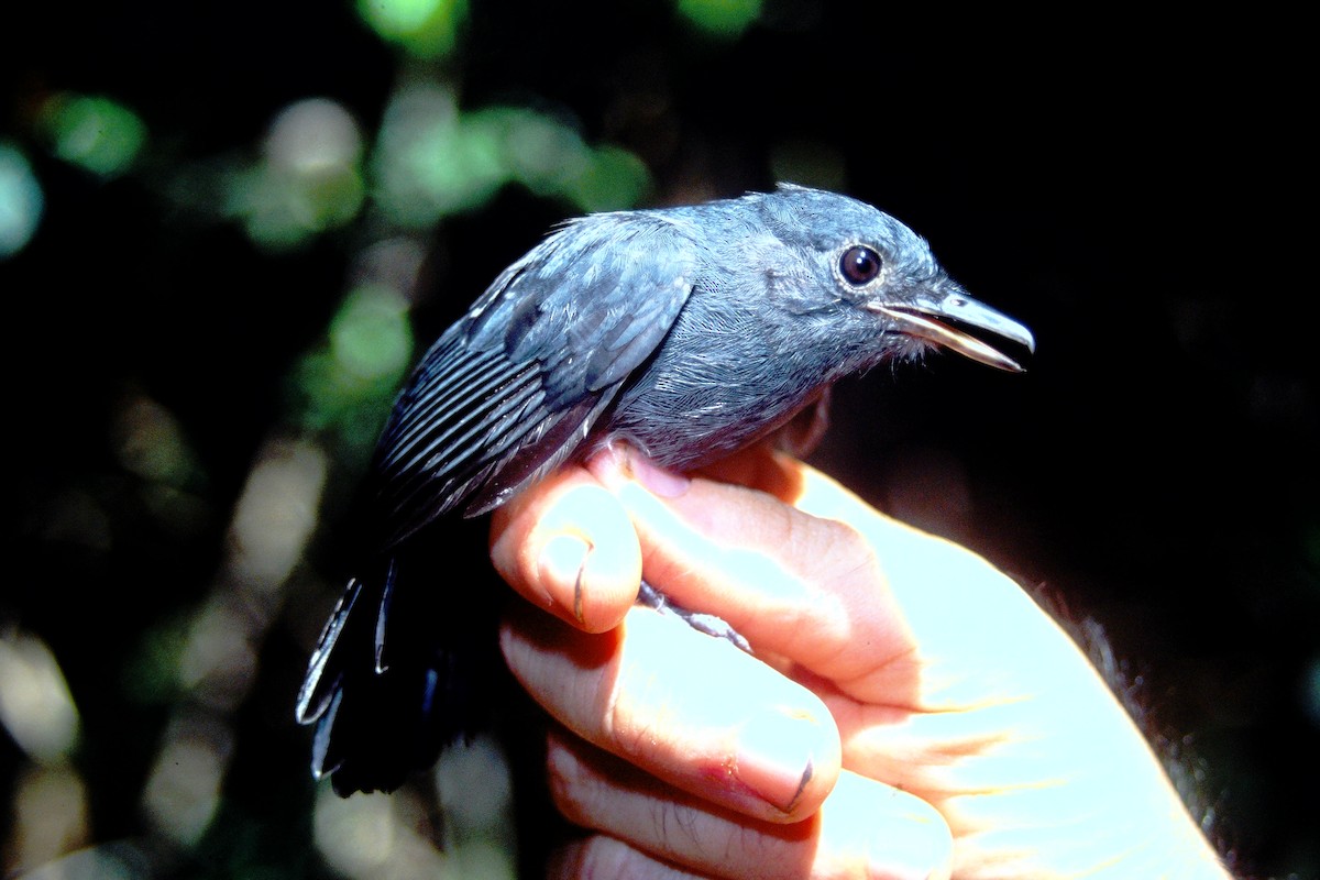 Cinereous Antshrike - ML465041851