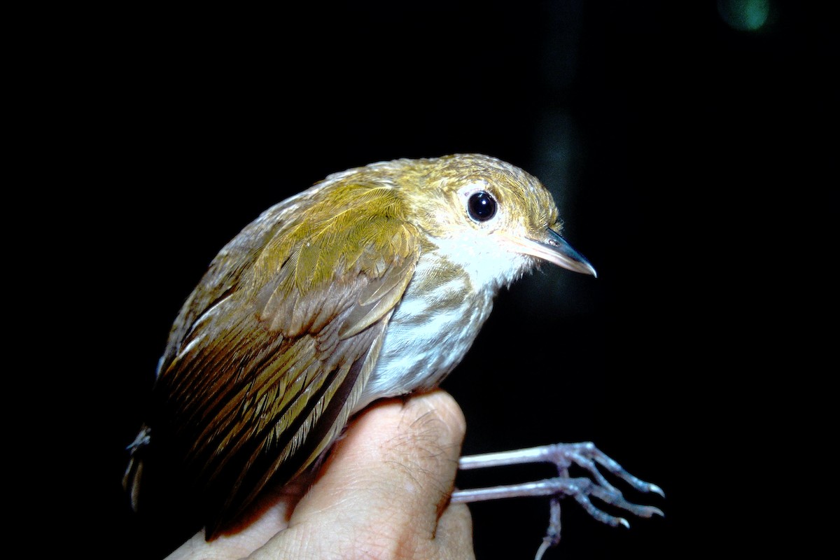 Tapajos Antpitta - ML465041911