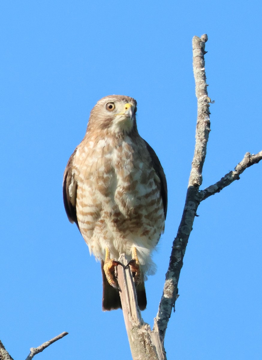 Broad-winged Hawk - ML465042161