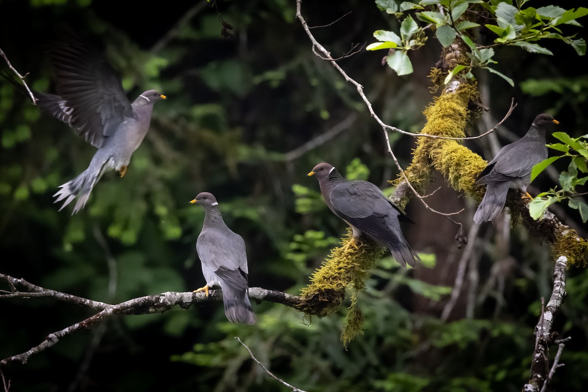 Band-tailed Pigeon - Brad Imhoff