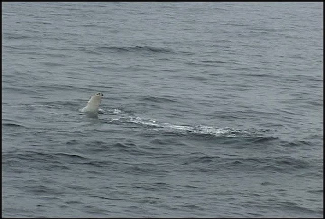 Humpback Whale - ML465044