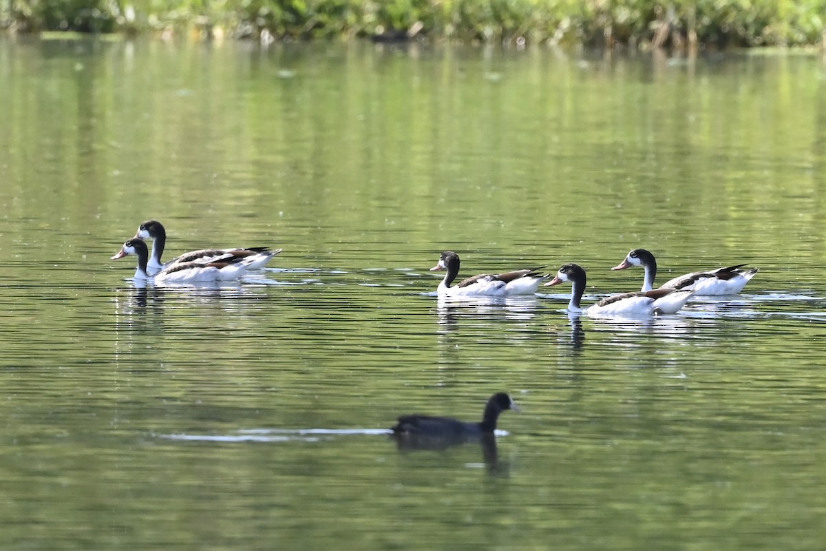 Common Shelduck - ML465044601