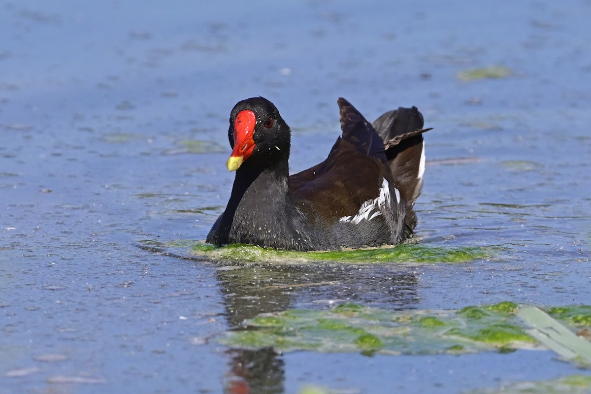 Eurasian Moorhen - Gerd Schön