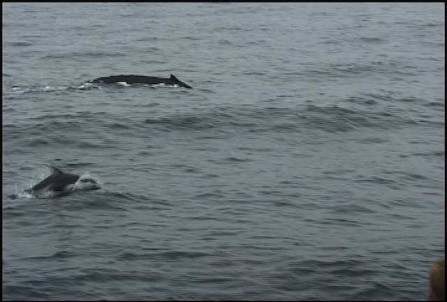 Humpback Whale - ML465045