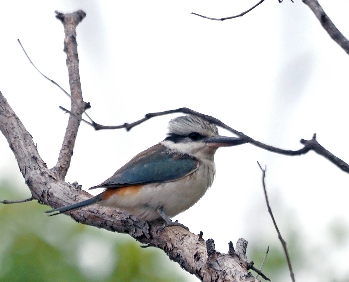 Red-backed Kingfisher - ML465045121