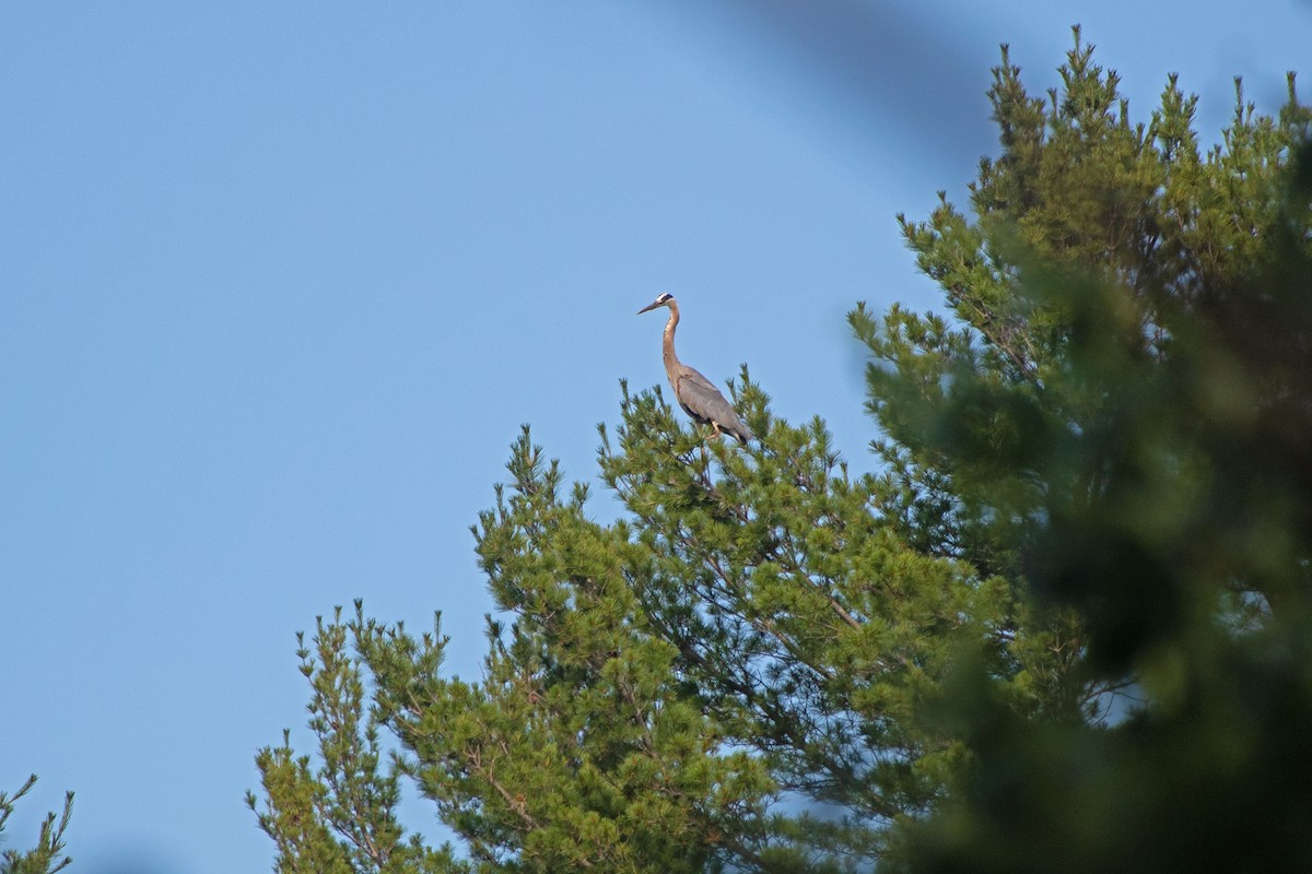 Great Blue Heron - ML465045551