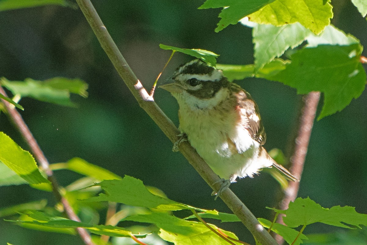 Rose-breasted Grosbeak - Joel Tilley