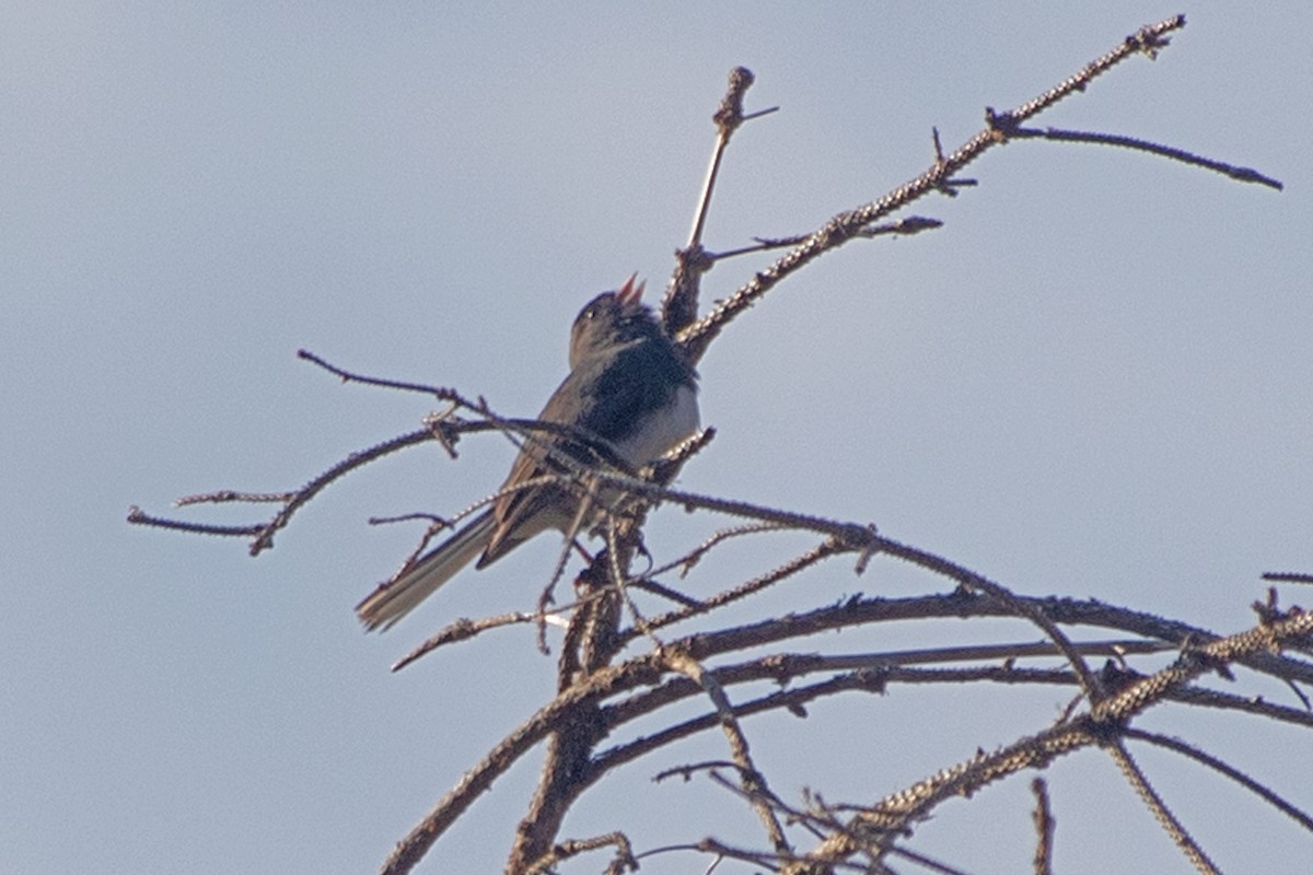 Dark-eyed Junco - ML465045621