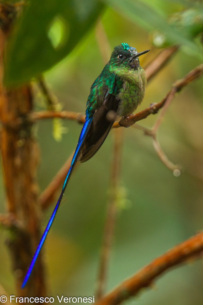 Violet-tailed Sylph - ML465046281