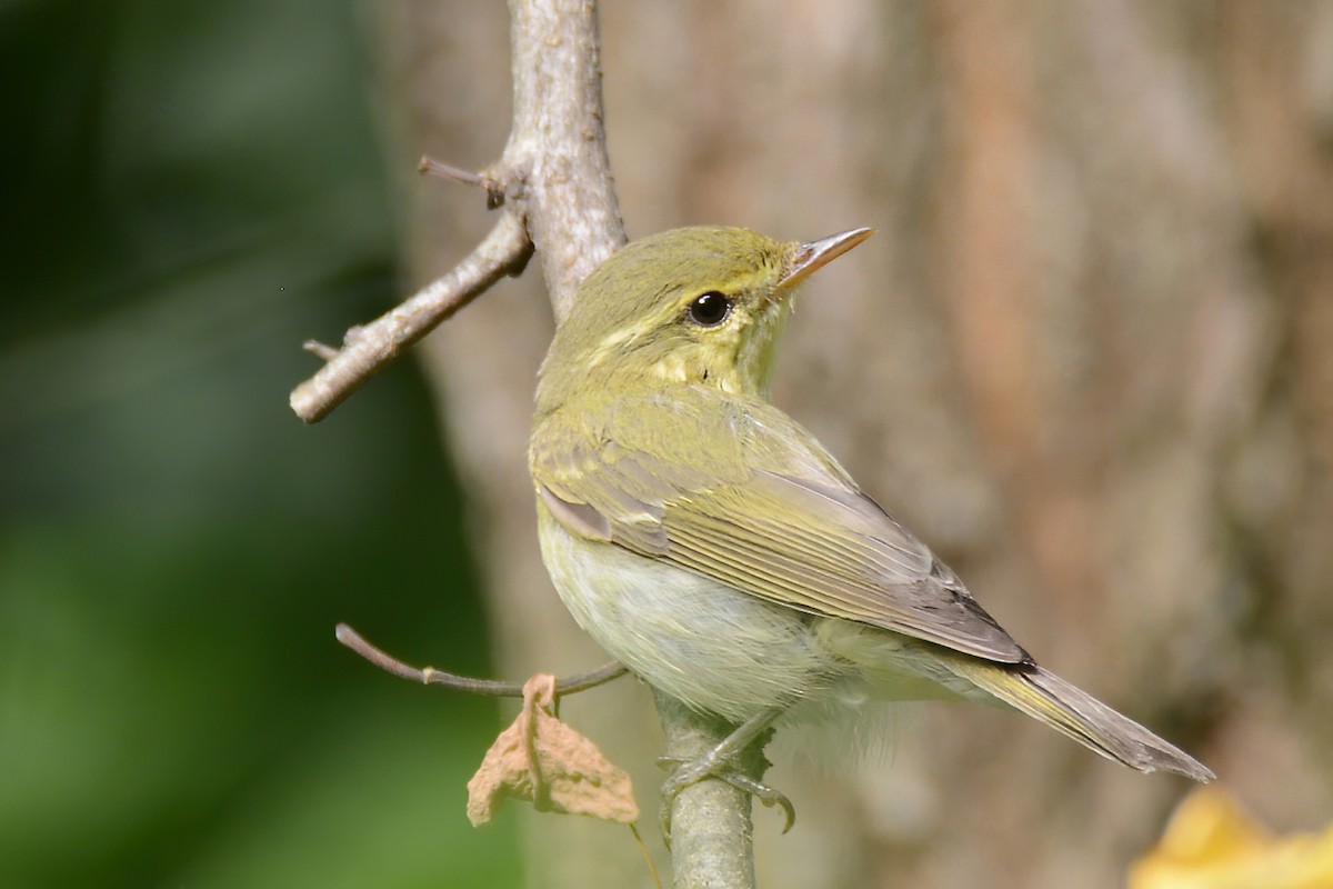 Green Warbler - ML465047701