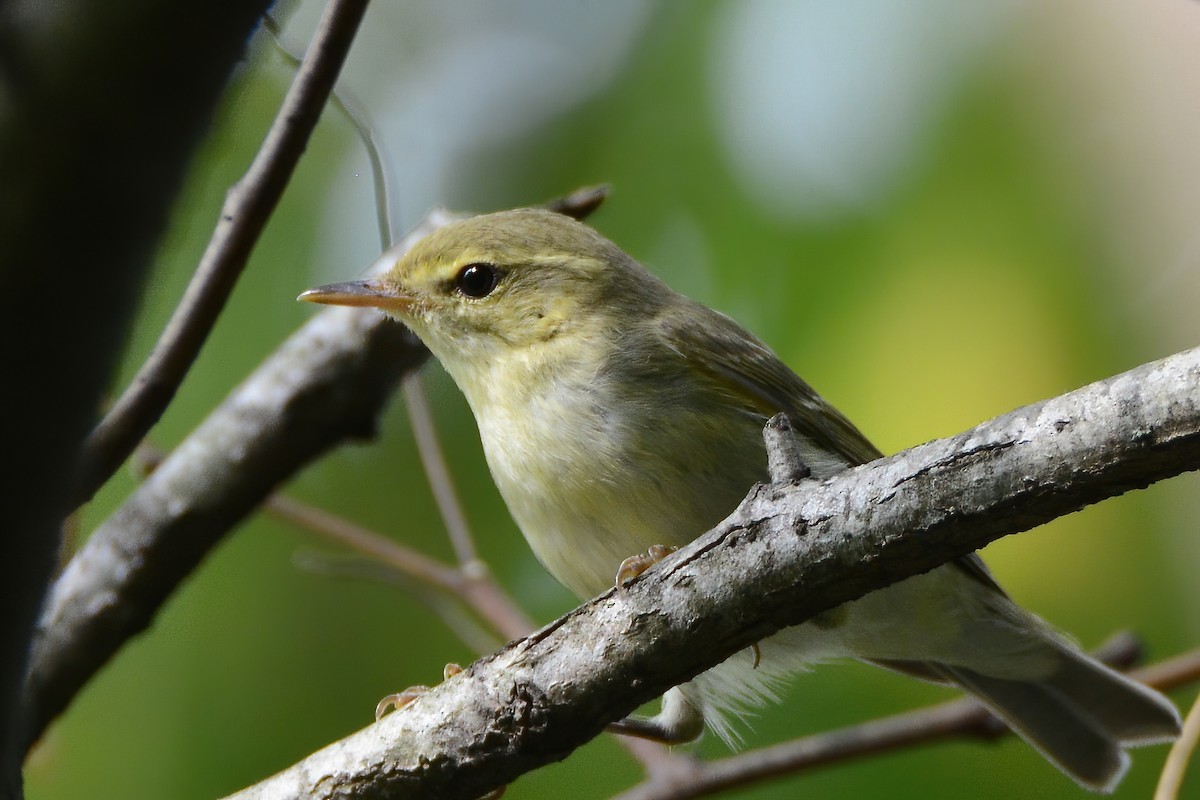 Green Warbler - Ergün Cengiz