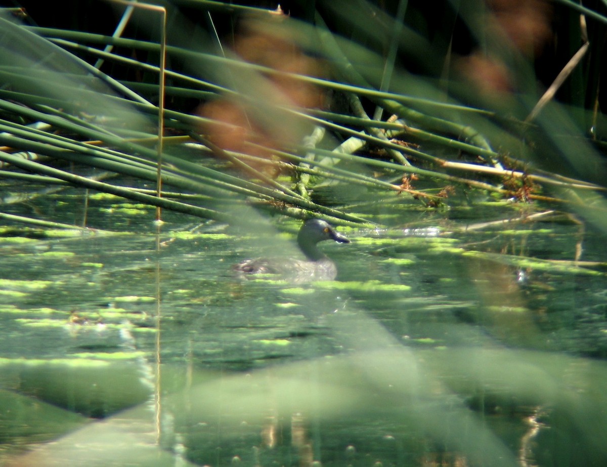 Least Grebe - ML465048201