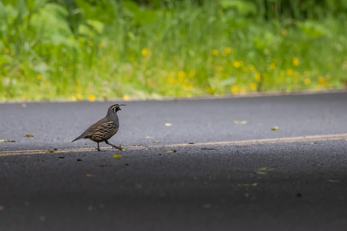 California Quail - ML465049191