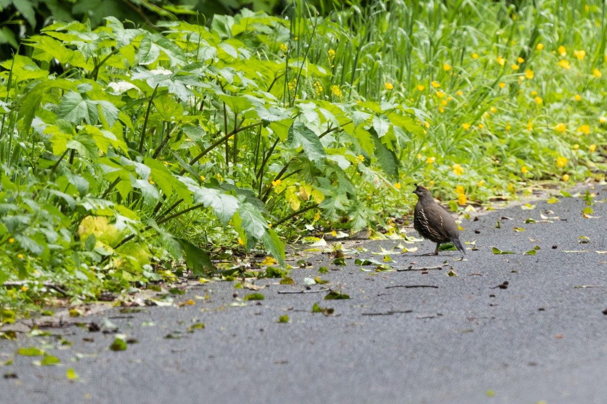 California Quail - ML465049201