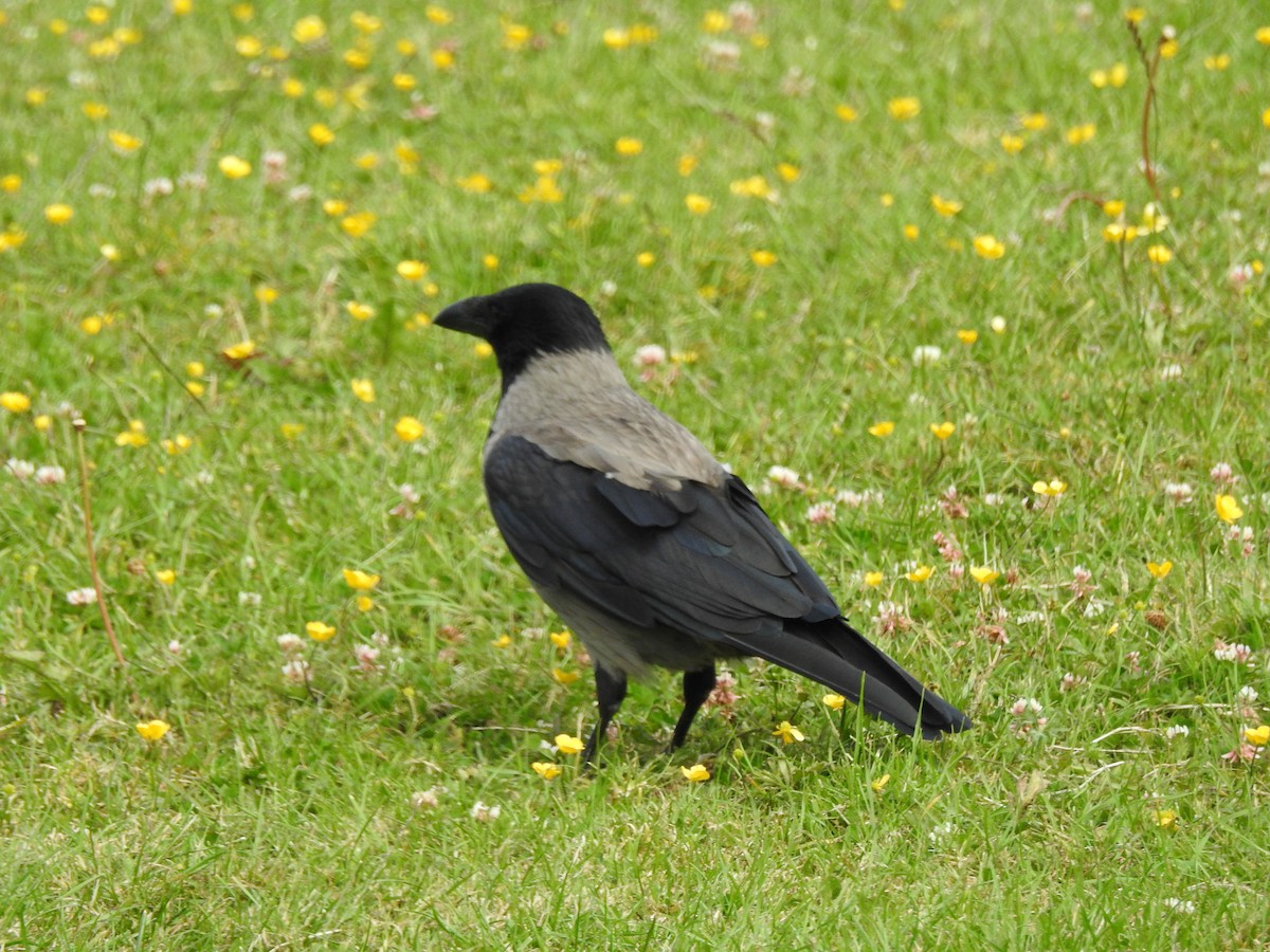 Hooded Crow - ML465049291