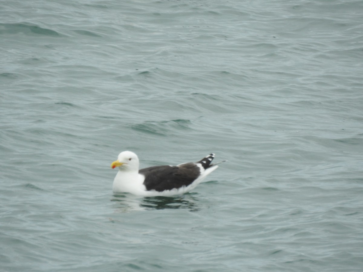 Great Black-backed Gull - Roy Kasius