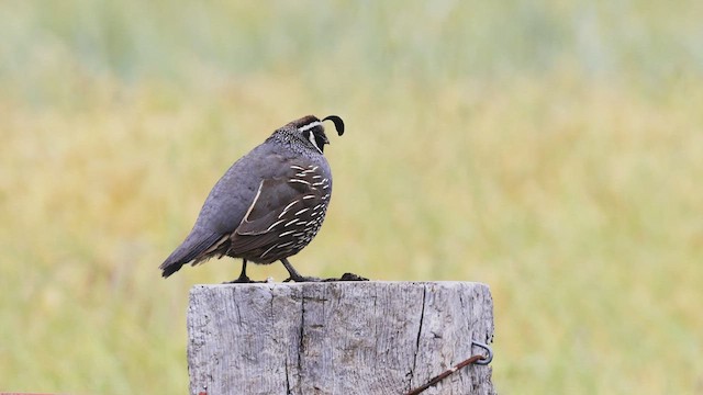 California Quail - ML465049441