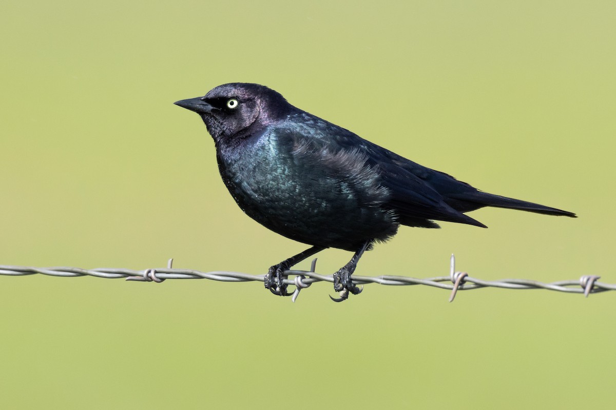 Brewer's Blackbird - ML465049581