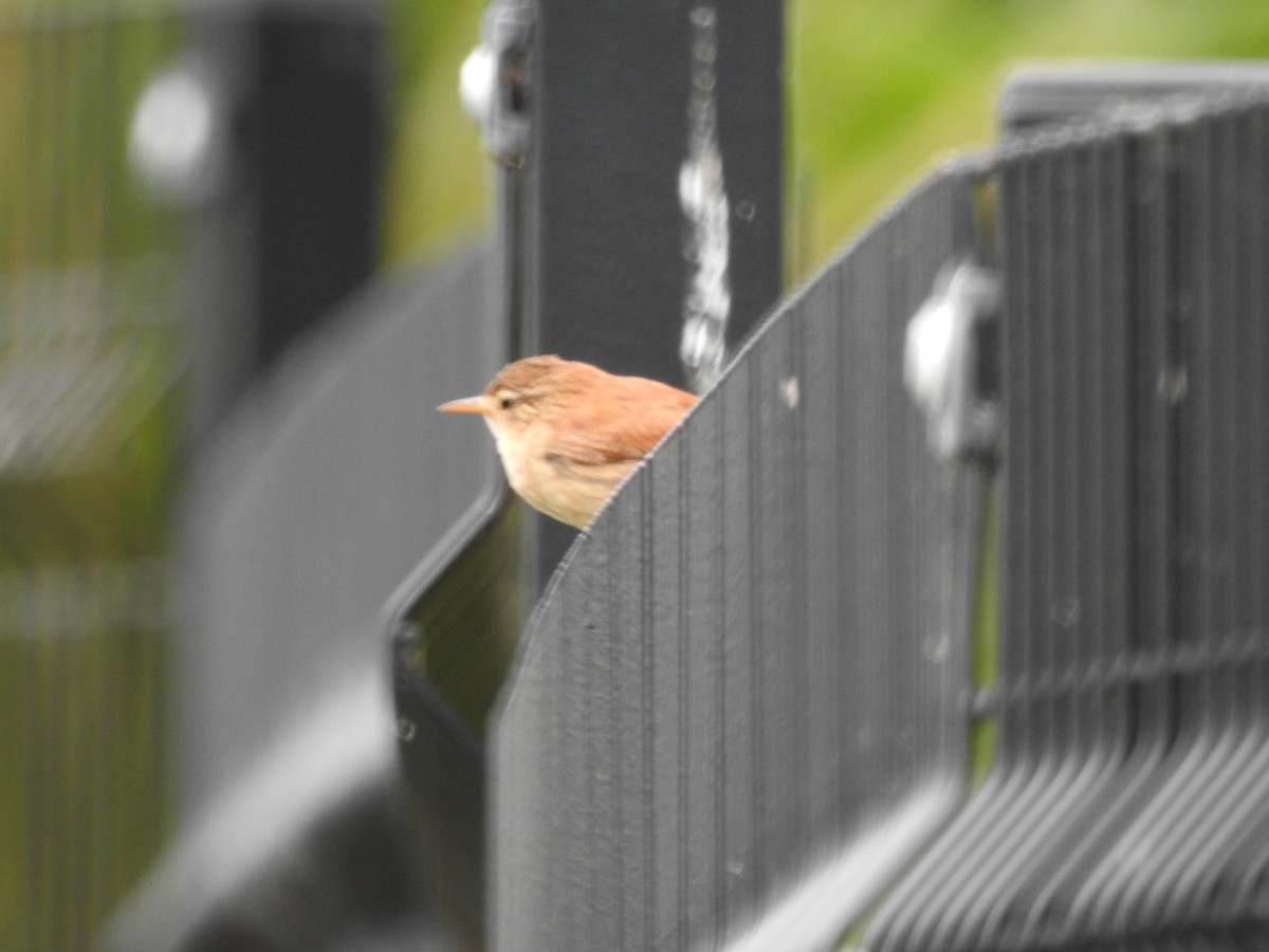 Eurasian Wren - Roy Kasius