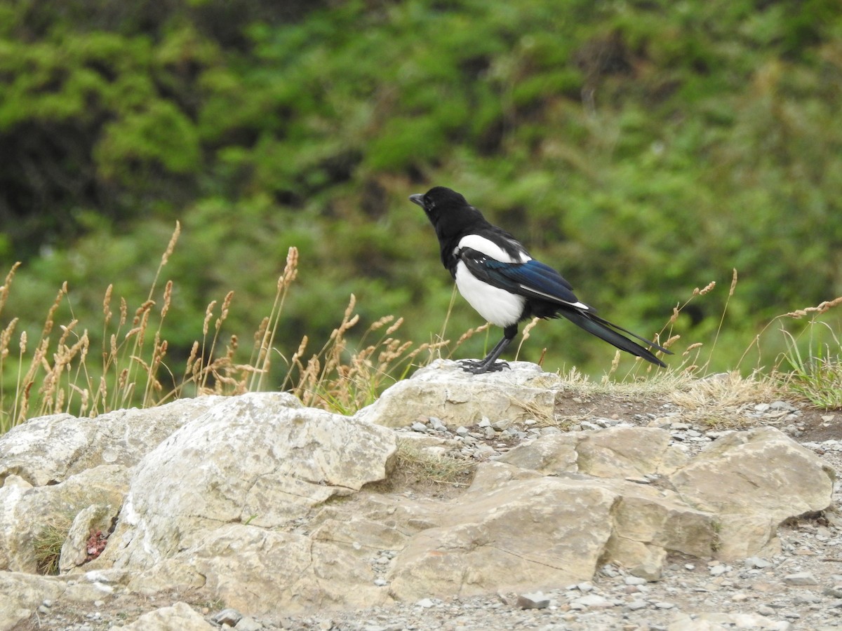 Eurasian Magpie - Roy Kasius