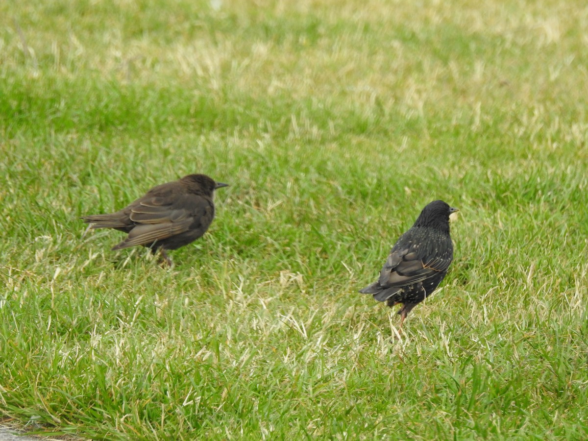 European Starling - ML465049991