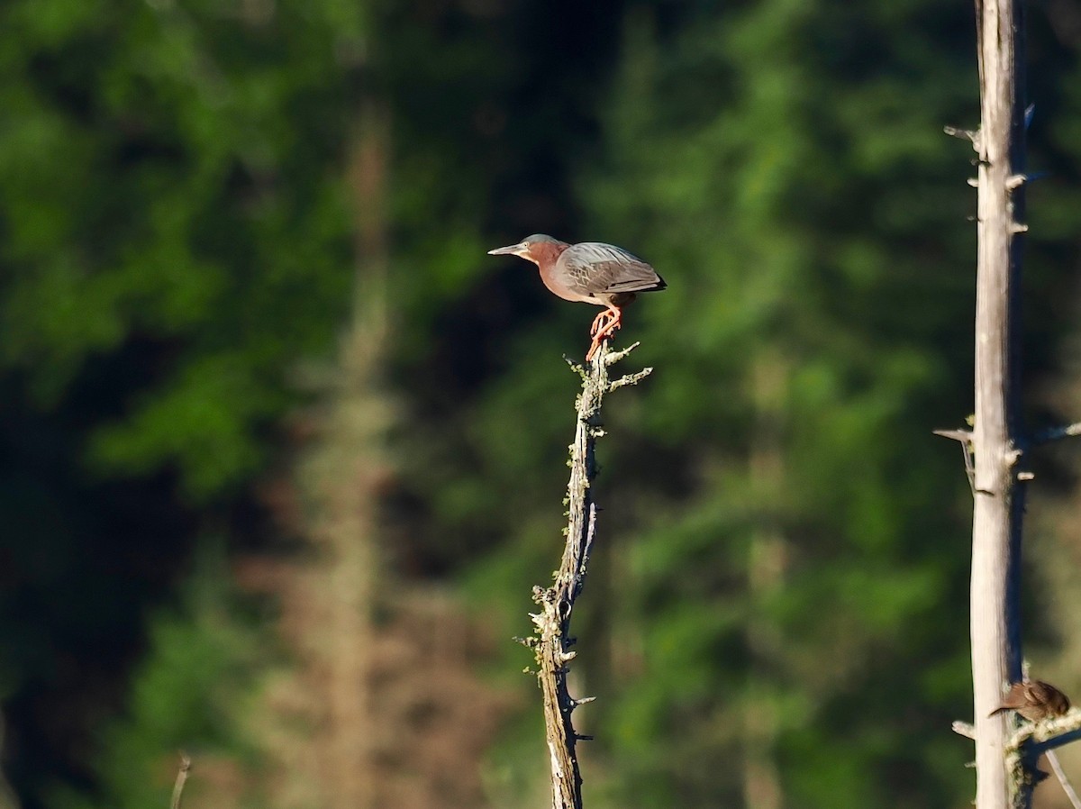 Green Heron - ML465050671