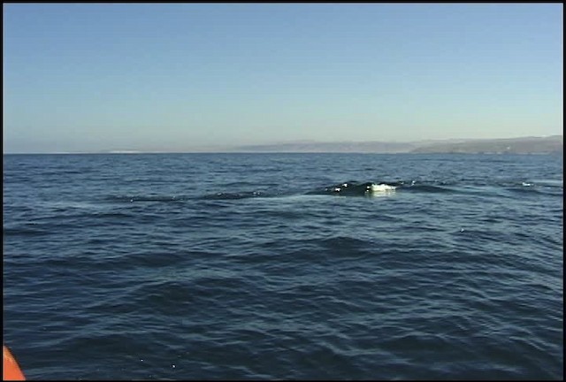 blue whale - ML465051