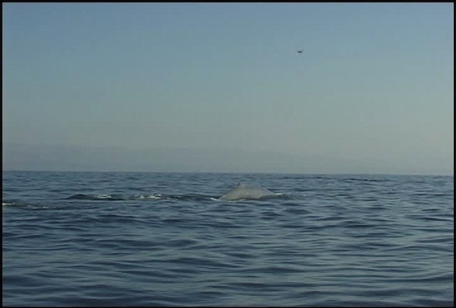 blue whale - ML465052