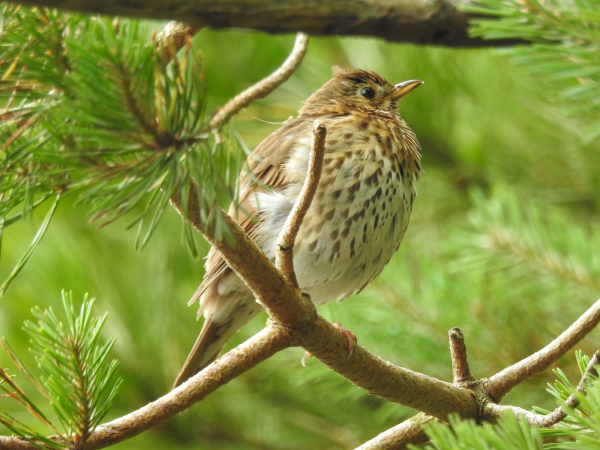 Song Thrush - Roy Kasius