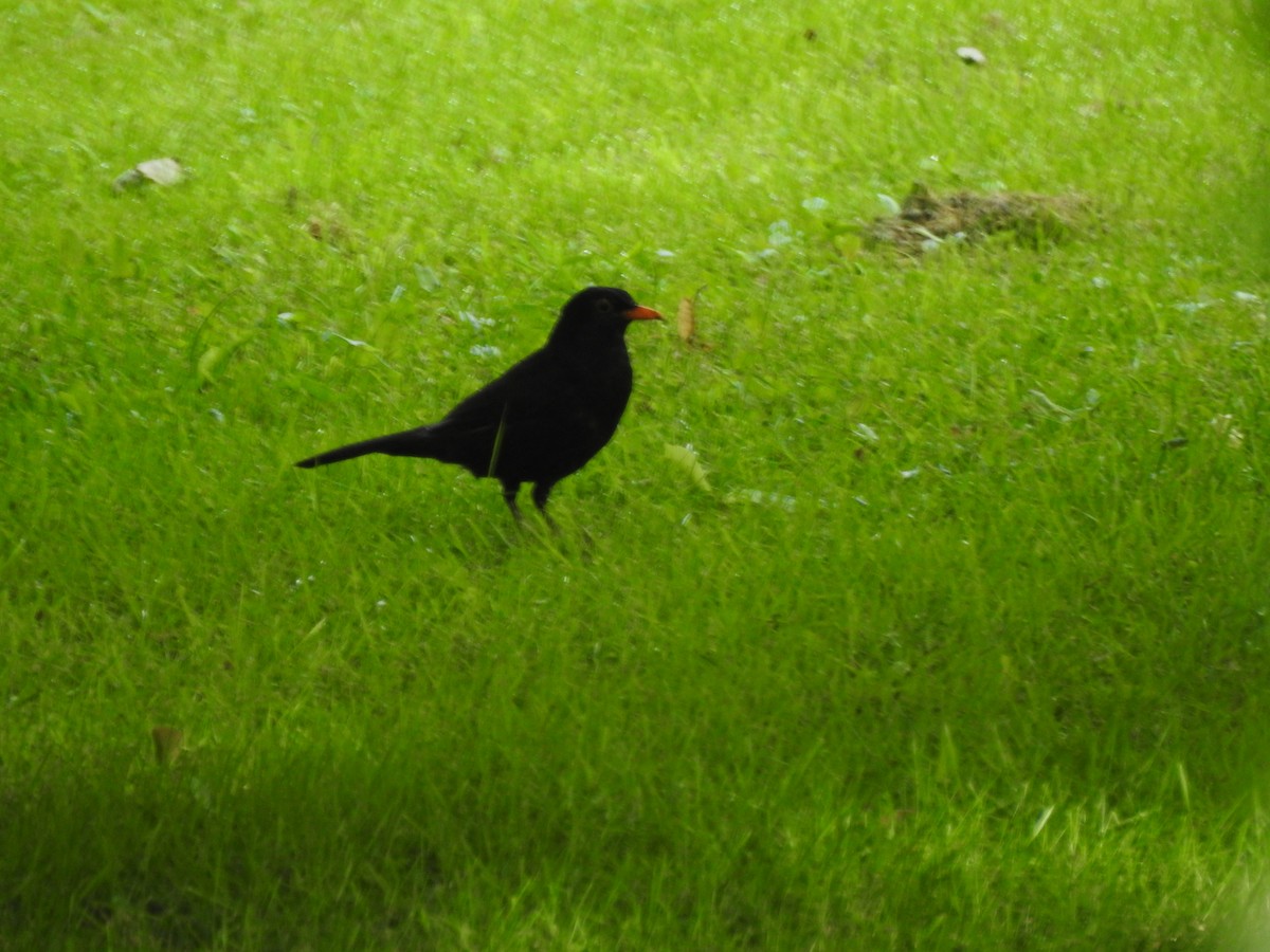 Eurasian Blackbird - Roy Kasius