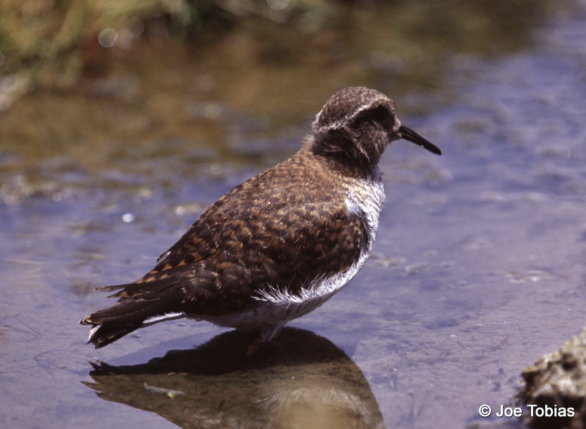 Diademed Sandpiper-Plover - ML465055751