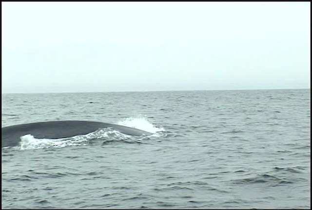 blue whale - ML465056