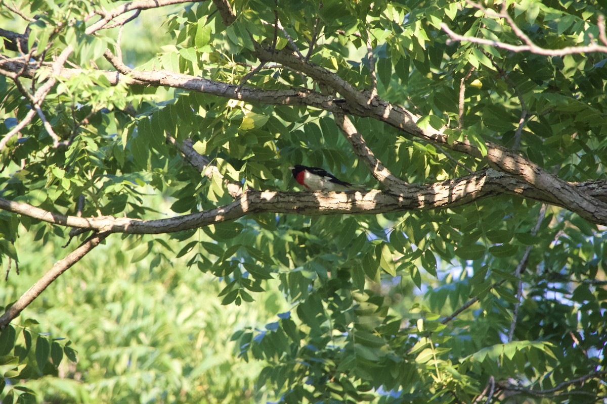 Rose-breasted Grosbeak - ML465056311