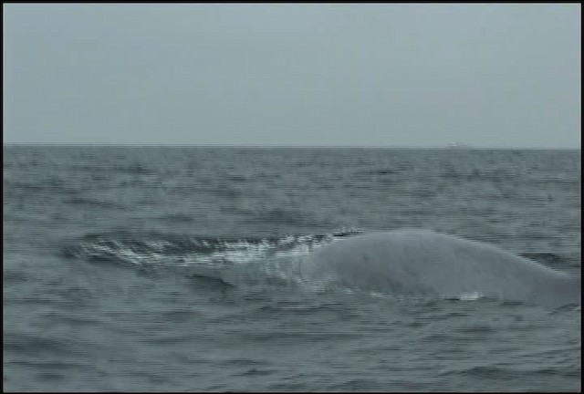 blue whale - ML465057