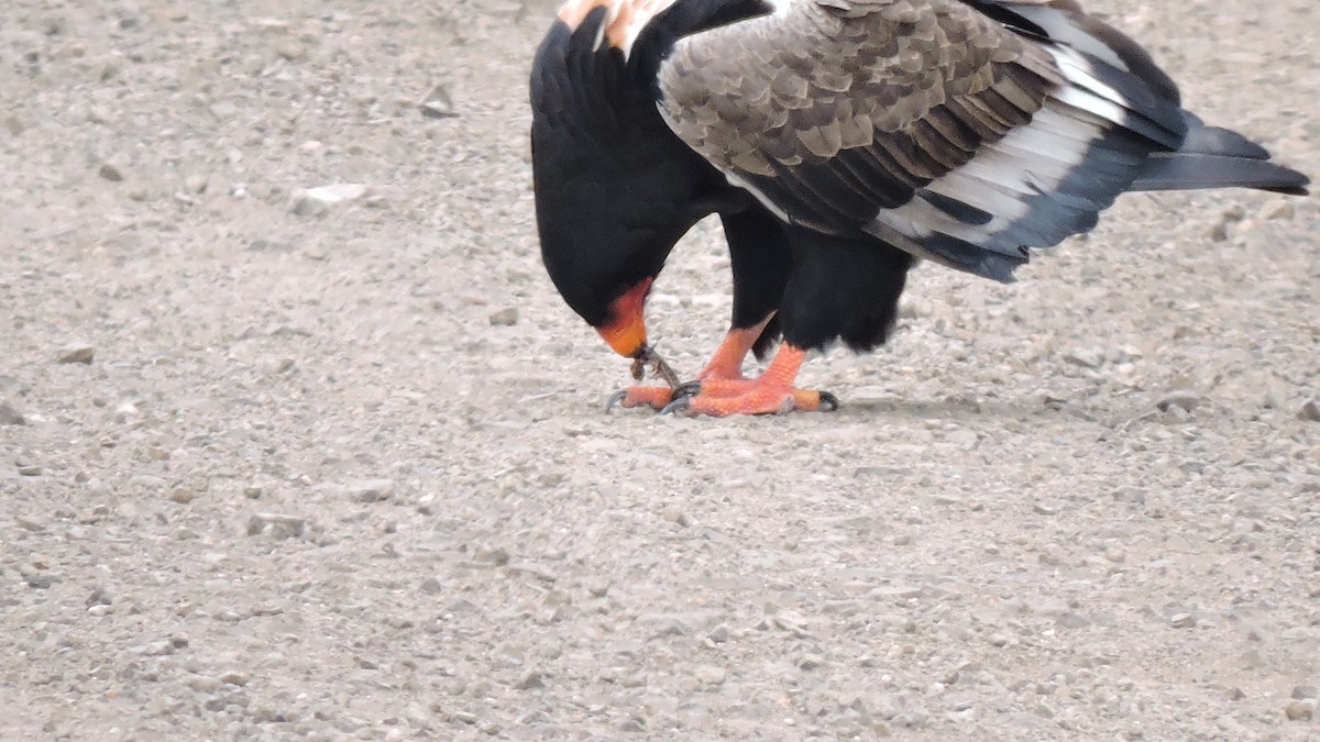 Bateleur - ML465057231