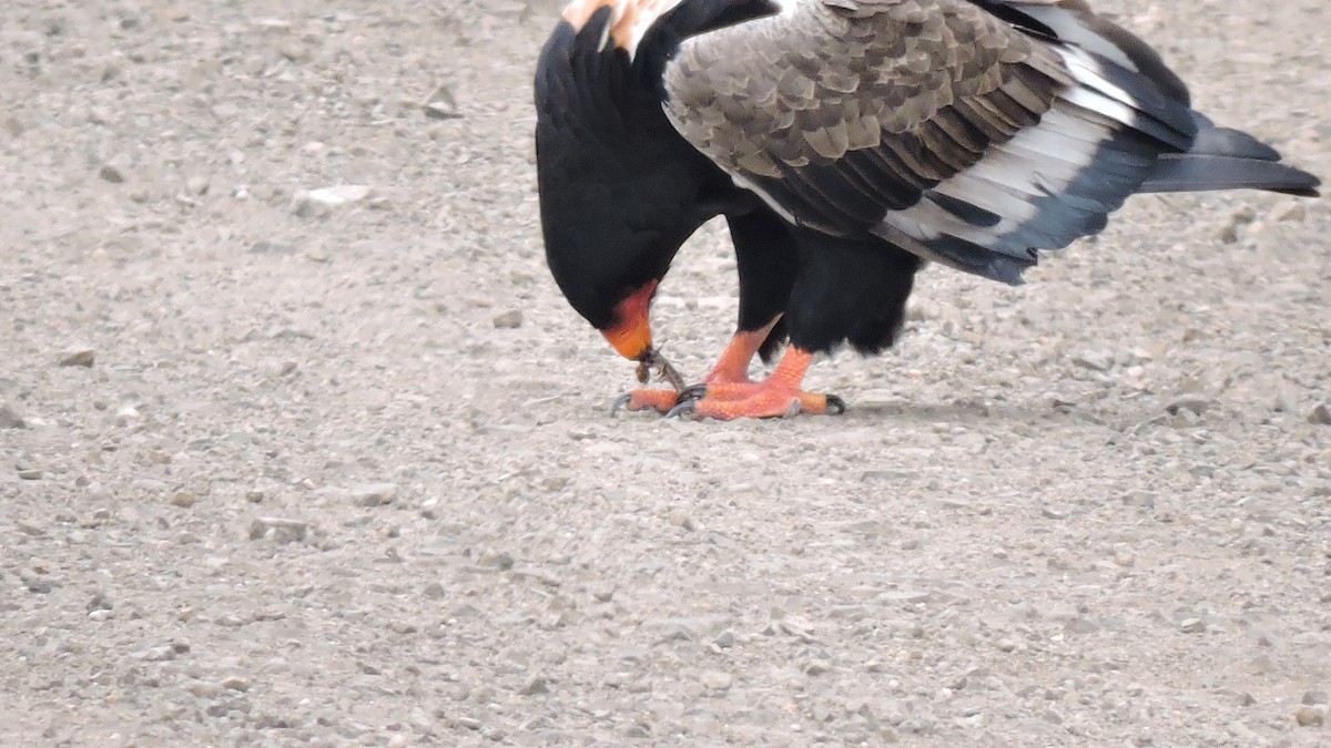 Bateleur des savanes - ML465057231